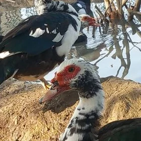 indagutka