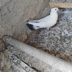 kepderi