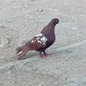 kepderi