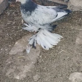 Kepderi
