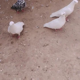 kepderi