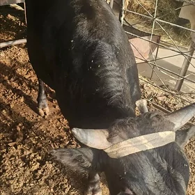 Öküz yerli tohum
