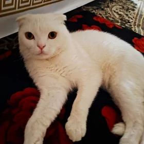 Şatlaniski pisik