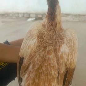 baysowy touk