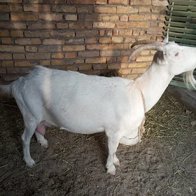 geci
