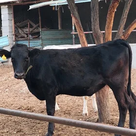TUWE OKUZDEN CYKAN