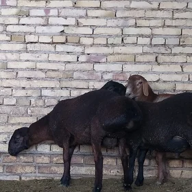 Gysar Goç