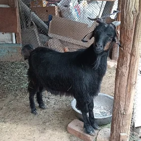 geçi