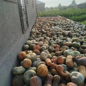 kadi kop