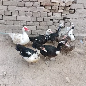 induşka erkek