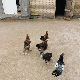 brama juyje