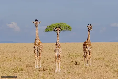 Ýylgyrmaga mejbur edýän pursatlar: Nikon Comedy Wildlife Awards 2026 bäsleşiginiň finalçylary