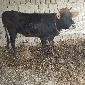 sığır tuwe