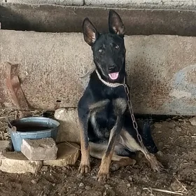 Afçarka
