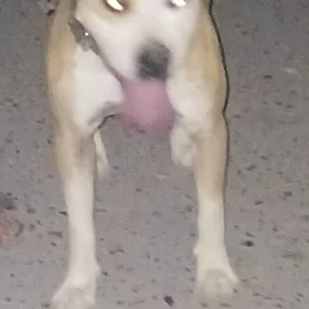 Pitbull