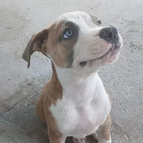 pitbull
