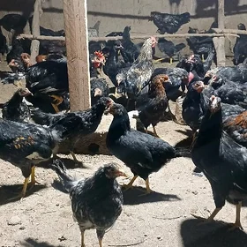 Атакыс коразлар