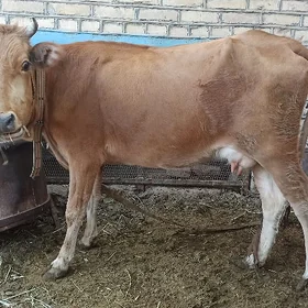 GOLELI SYGYR