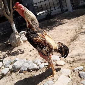Taşkent