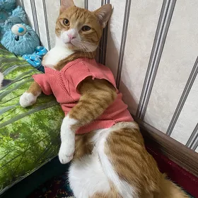 рыжый кот
