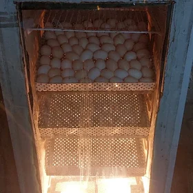 inkubator инкубатор