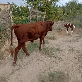 öküz