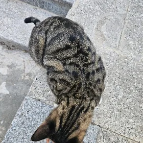 Кошечка