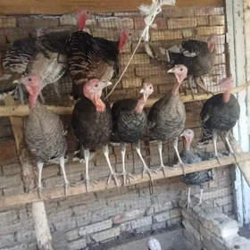 İnduk