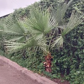 Palma