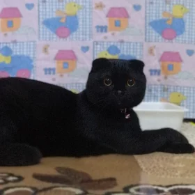 pisik кошка