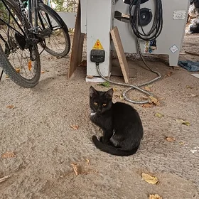 котяра хищник