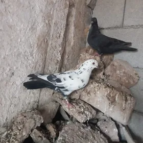 kepderi
