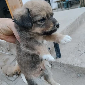 Собачки мелкой пароды