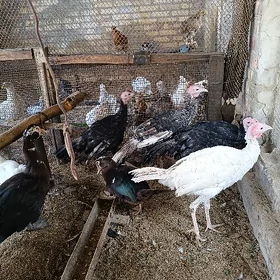 Induk horazlar