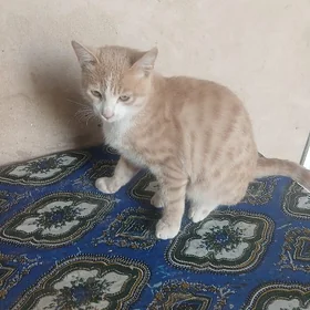 Pişik