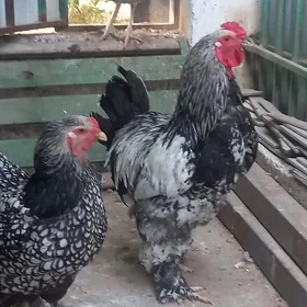 yumurtga brama silver