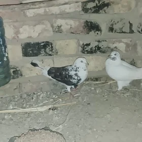 kepderi
