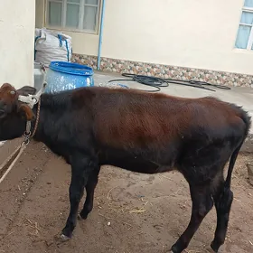 Göle