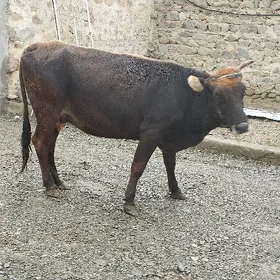 bogaz sygyr