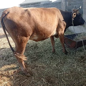 boğaz sygyr tüweler bakylan