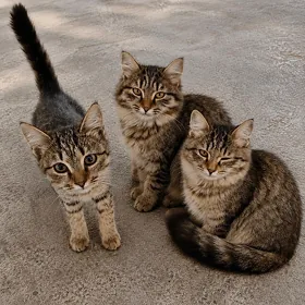Котята /Pişik