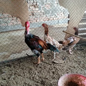 taşkent horaz 2 sany maki kürk