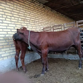 iri şahly mal