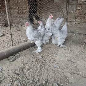 brama lawanda