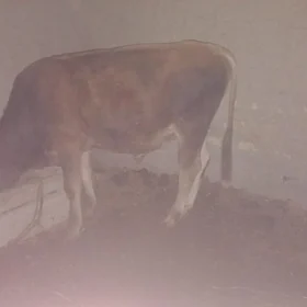 okuz