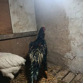 Baysow horaz