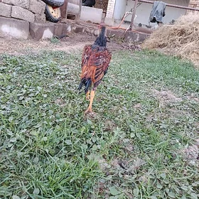 horaz