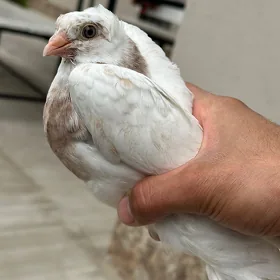 Кепдер гулбадам