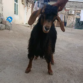 Goyyn
