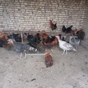 Towuklar